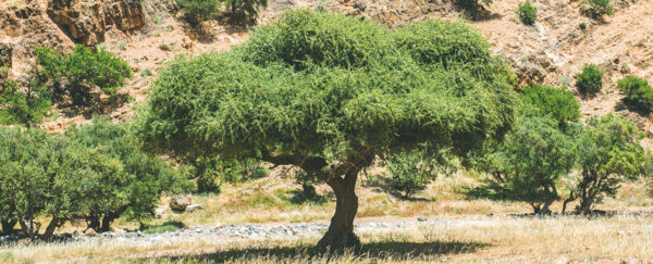 From Agadir, With Heritage: The Sacred Roots of the Argan Tree - Arganosa